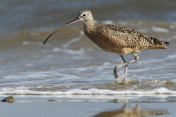 Long-billed curlew (Numenius americanus) foraging on beach, Bolivar Peninsula, Texas, USA