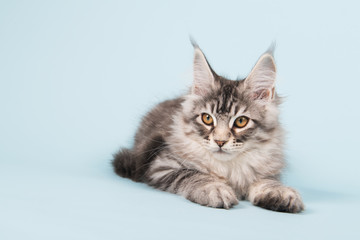 Obraz premium Maine coon kitten laying on blue