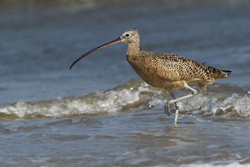 Long-billed curlew (Numenius americanus) foraging on beach, Bolivar Peninsula, Texas, USA