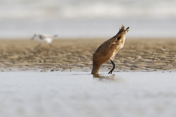 Marbled godwit (Limosa fedoa) walking on beach, Bolivar Peninsula, Texas, USA