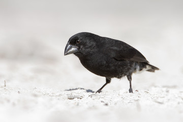 Medium ground finch (Geospiza fortis) on sandy beach, Tortuga Bay, Santa Cruz, Galapagos Islands
