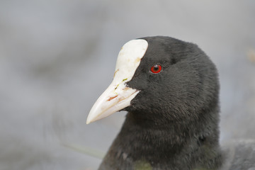 Eurasian coot (Fulica atra) head portrait, Netherlands