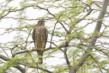 Merlin (Falco columbarius) sitting in tree, Cabo Rojo Salt Flats, Puerto Rico