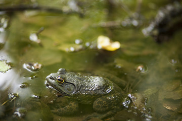 American Bullfrog in Pond Closeup