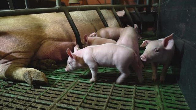 Schweinehaltung -  konventionelle Abferkelbucht, spielende Ferkel