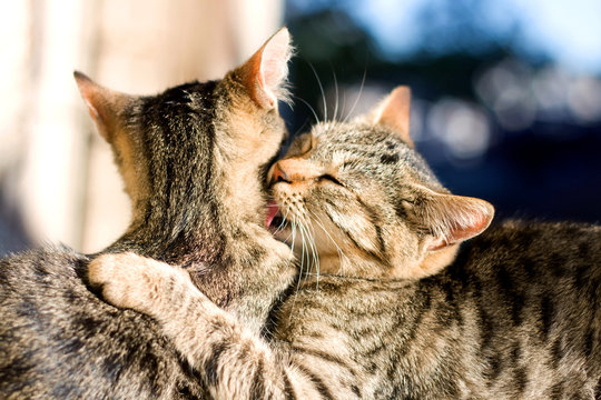 Two Brown Tabby Cats Snuggling And Grooming Each Other. Selective Focus. 