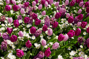 Pink and purple tulips background.