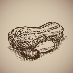 Peanut in sketch style. Vector illustration. Drawn by hand. Vintage nuts.