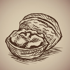 Walnut in sketch style. Vector illustration. Drawn by hand. Vintage nuts.