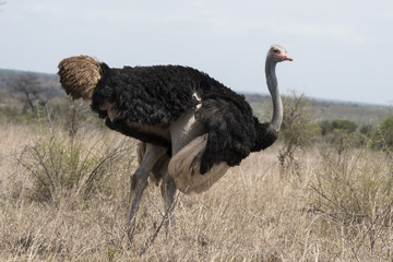Autruche, male, Struthio camelus, Parc national Kruger, Afrique du Sud