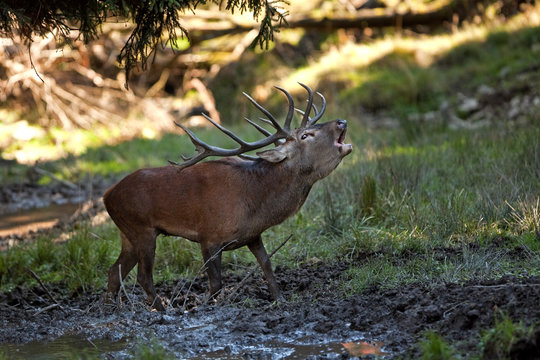 red deer, cervus elaphus, Czech republic