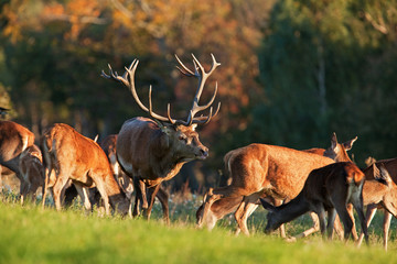 red deer, cervus elaphus, Czech republic