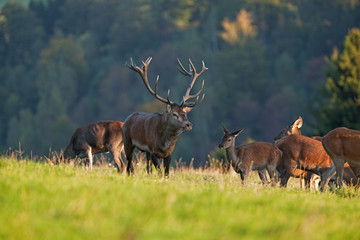 red deer, cervus elaphus, Czech republic