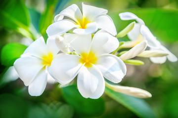 Fototapeta na wymiar Frangipani flowers