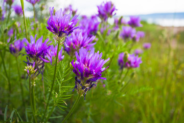 purple wild flower on spring field