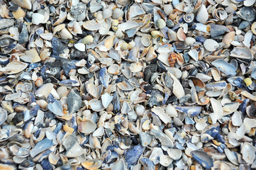 Shell as background