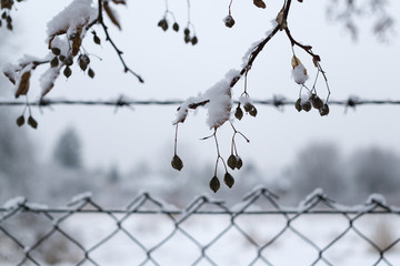Frozen plant covered by snow and ice in winter. Slovakia
