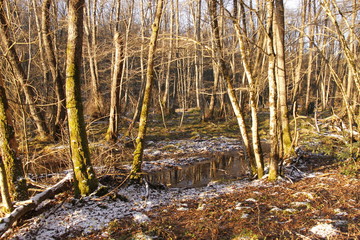 Forêt enneigé en hiver, Bourgogne