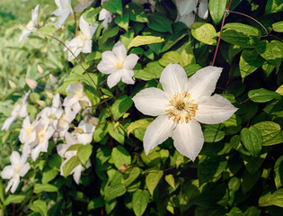 hedge with white big flowers