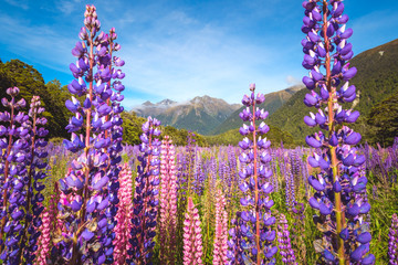 Scenic view of colorful lupine flowers,  Fjordland, New Zealand - Powered by Adobe