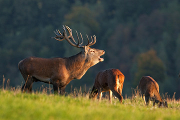 red deer, cervus elaphus, Czech republic