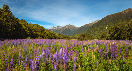 Panoramic view of mountain valley with colorful lupine flowers - Powered by Adobe