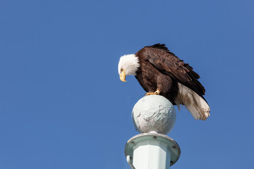 adult Bald Eagle