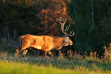 red deer, cervus elaphus, Czech republic