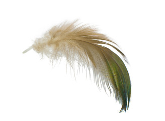 feather on white background