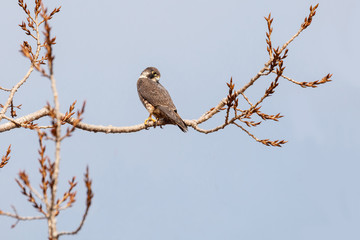 a Peregrine falcon