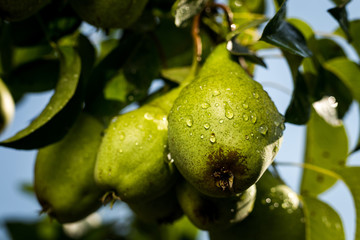 pears on a branch,unripe green pear,Pear tree,Tasty young pear hanging on tree,Summer fruits garden.Crop of pears,Healthy Organic Pears. Juicy flavorful pears of nature background.