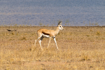 Naklejka na ściany i meble antelope from South Africa, Pilanesberg National Park. Africa