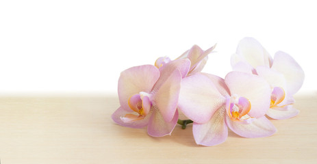 Plakat Pink orchid on a wooden table