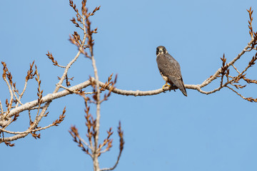 a Peregrine falcon