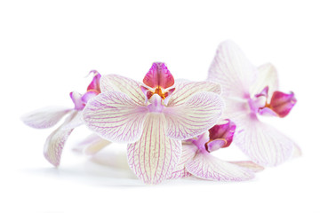 Fototapeta na wymiar White spring orchid flowers isolated on white background