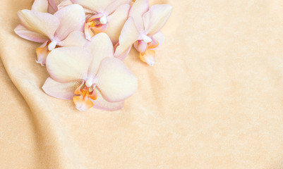 Peach orange orchid on the peach fabric, horizontal flower background with a place for text