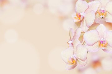 Peach orchid background