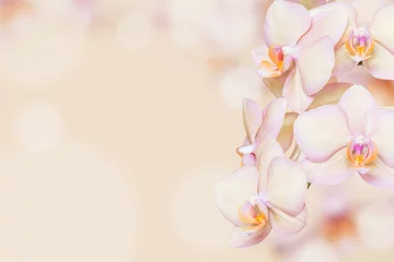 Fotobehang Peach orchid background © Anna