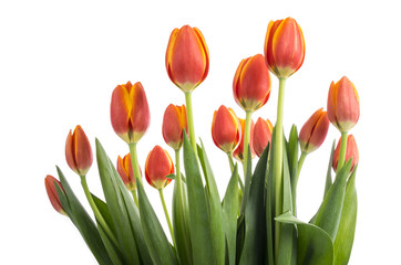 Bunch of Peach Color Tulips Isolated on White