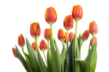 Fototapeta premium Bunch of Peach Color Tulips Isolated on White