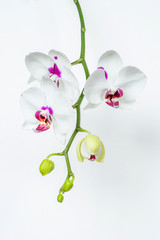 Fototapeta na wymiar White orchid phalaenopsis flower