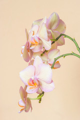 Beautiful peach pink flowers - orchid phalaenopsis branch