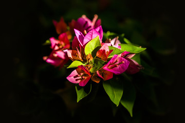 Beautiful blossoming purple bougainvillea branch (Bougainvillea glabra Choisy) on black background, soft focus