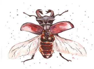watercolor beetle  Lucanus cervus