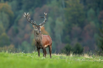 red deer, cervus elaphus, Czech republic