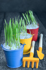 Seedling grass, the funds to take care of them. Selective focus.