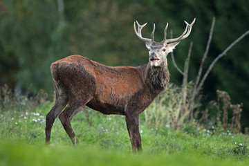 red deer, cervus elaphus, Czech republic