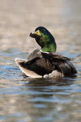 Mallard, Duck, Anas platyrhynchos