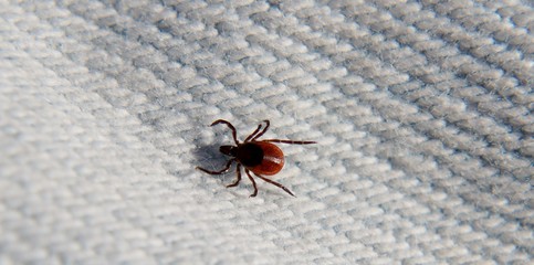 Deer Tick