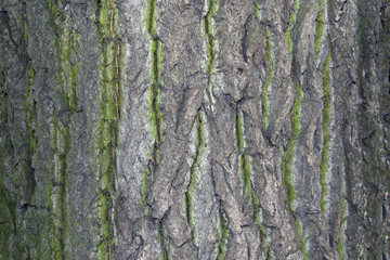 Tree bark texture